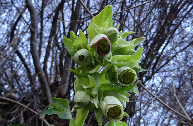 Helleborus foetidus - Ranunculaceae